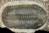 Plate With Five, Five Large Struveaspis Trilobites - Jorf, Morocco #174195-4